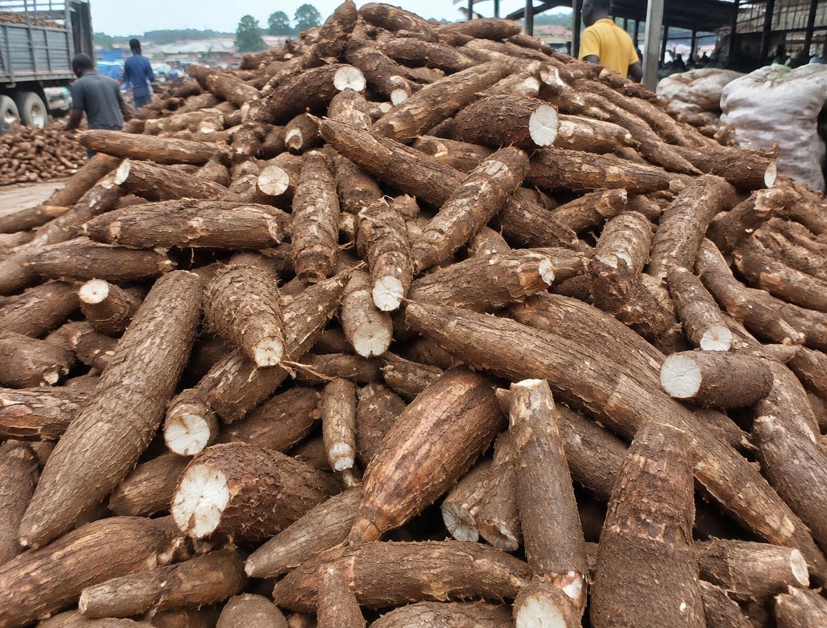 Wholesale Cassava from Ghana