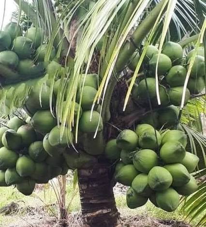 Coconut — Fresh Coconut