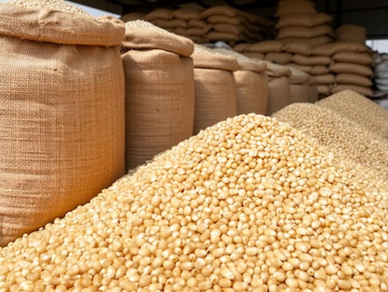 Maize — White Maize