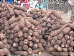 Dente Yam