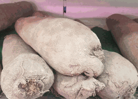 Whole yam tubers in cool storage